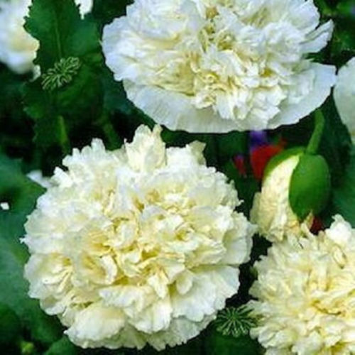 105 Poppy Cream Peony Papaver Paeoniflorum Poppies Flower Seeds | www.seedsplantworld.com