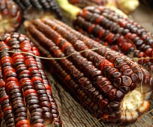 12 Corn Bloody Butcher Heirloom Vegetable Seeds | www.seedsplantworld.com