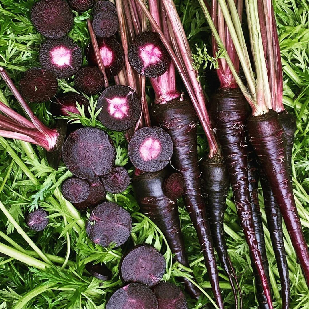 150+ Black Nebula Carrot Daucus Carota NON-GMO Vegetable Seeds | www.seedsplantworld.com