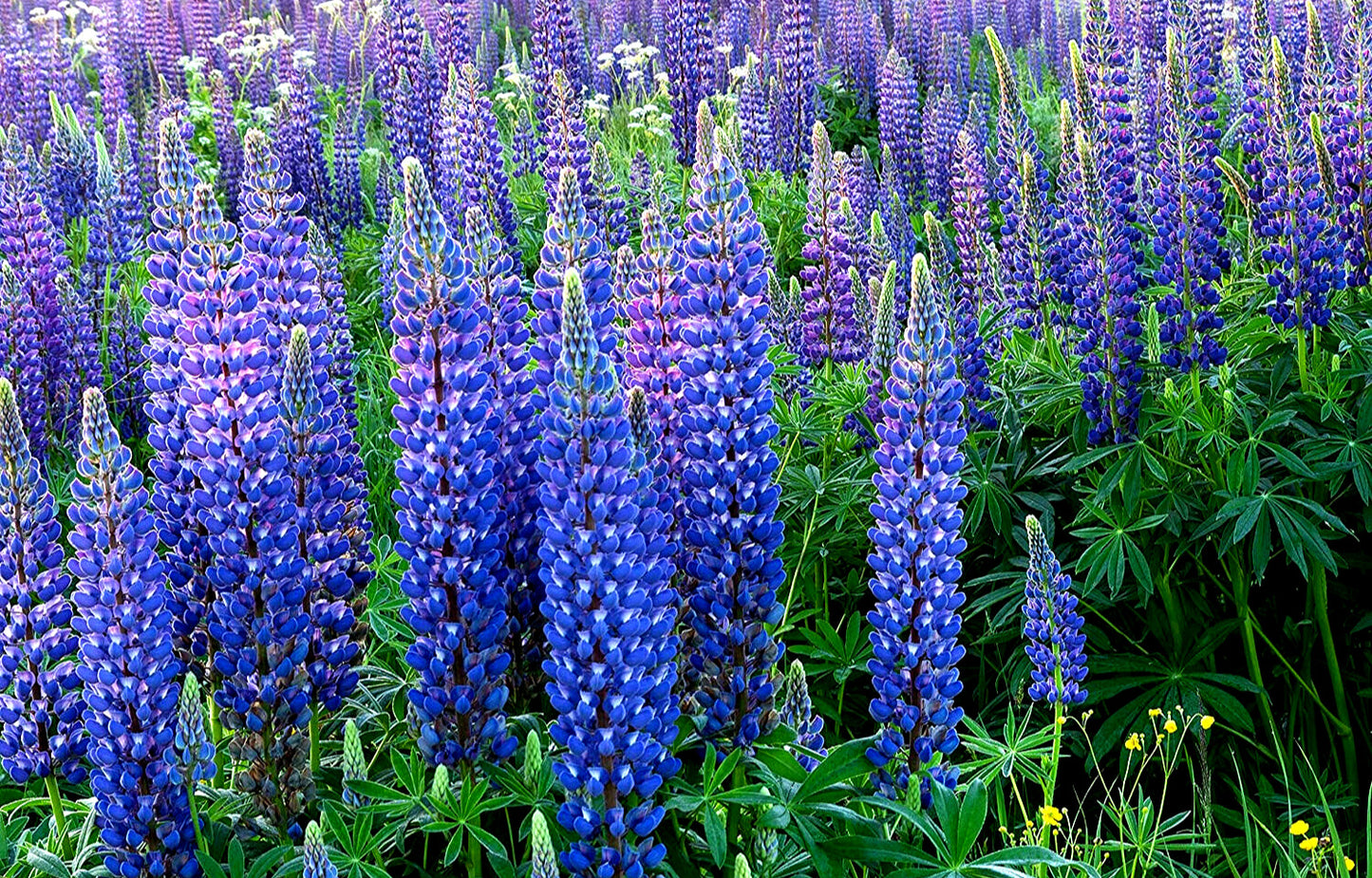 40 Lupine Perennial Wild Wildflower Flower Seeds | www.seedsplantworld.com