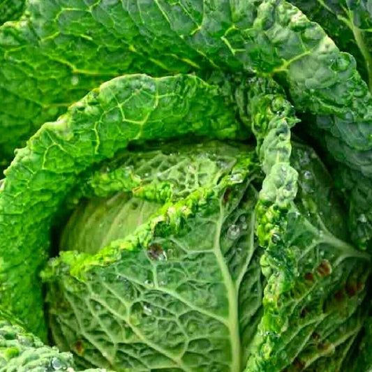 50 Savoy Perfection Cabbage NON-GMO Heirloom Vegetable Seeds | www.seedsplantworld.com