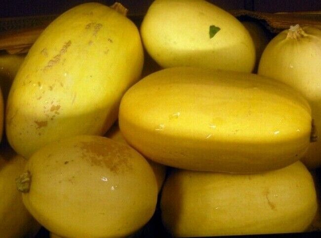 20 Ct Spaghetti Squash Winter Garden Heirloom Vegetable Seeds | www.seedsplantworld.com