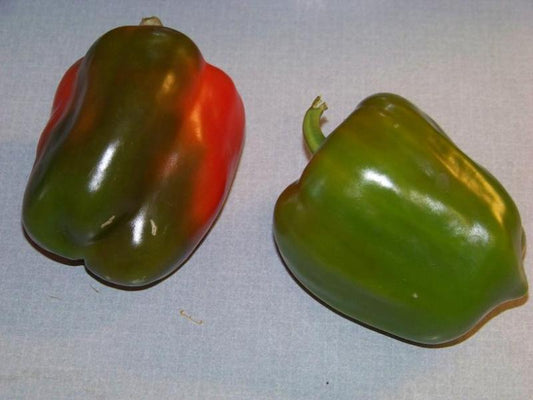 90 Pepper California Wonder Pepper Vegetable Seeds | www.seedsplantworld.com