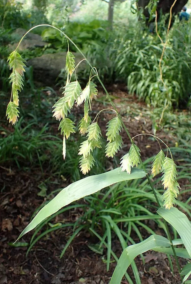 Northern Sea Oats, 200 Seeds | www.seedsplantworld.com