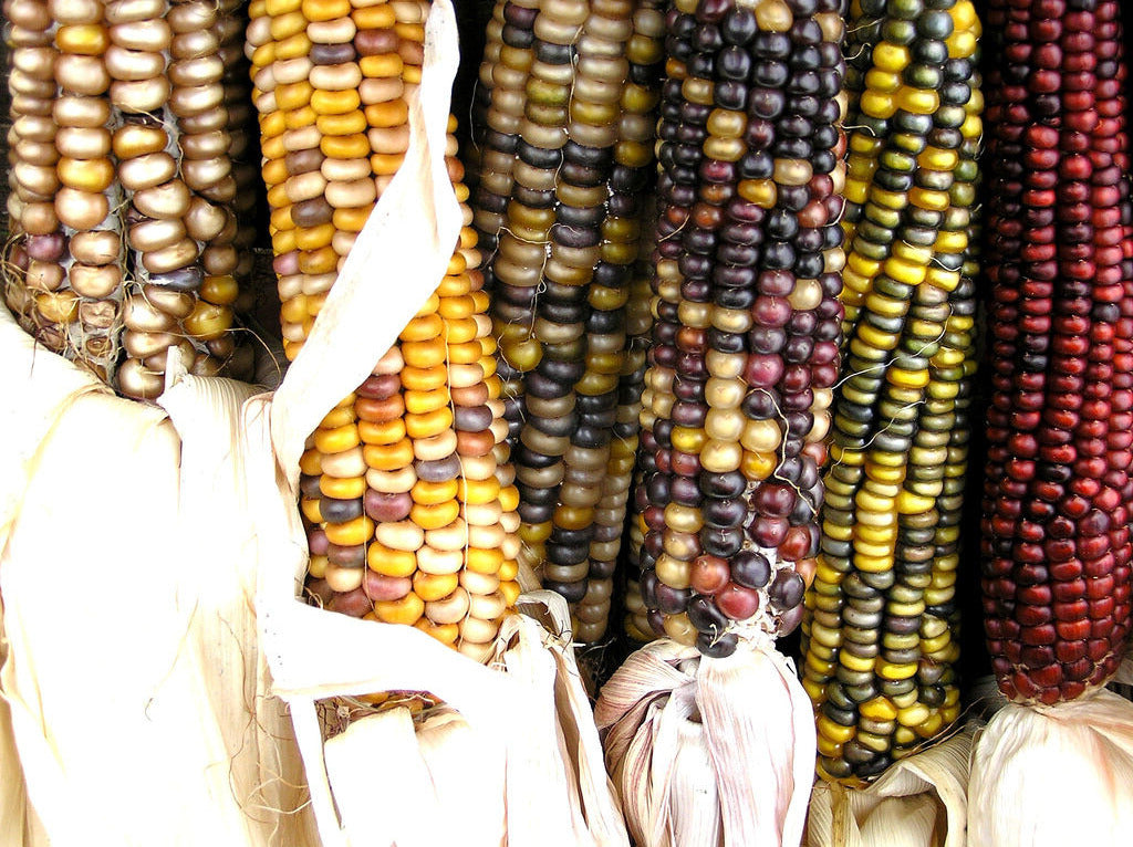 30 Corn Indian Ornamental Large Vegetable Seeds | www.seedsplantworld.com