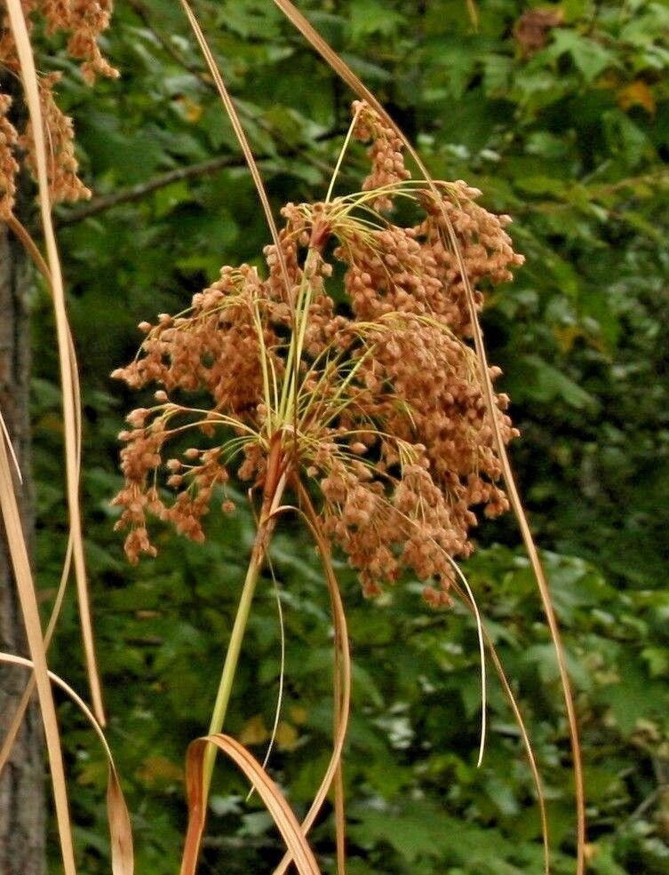 1000 Wool Grass Native Wetlands Grass Seeds | www.seedsplantworld.com