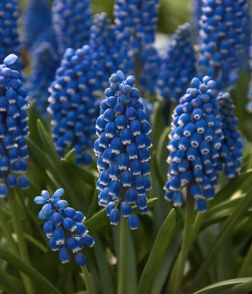 30 Muscari Grape Hyacinth Bulb Collection (White, And Blue) Bulbs Plants