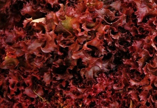 600+ Ruby Red Lettuce Garden Heirloom NON-GMO Vegetable Seeds | www.seedsplantworld.com