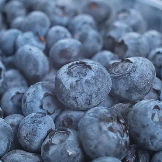 Blueberry Fruit Plants (29+ Varieties) State Lab Tested To Be Free Of Diseases & Virus