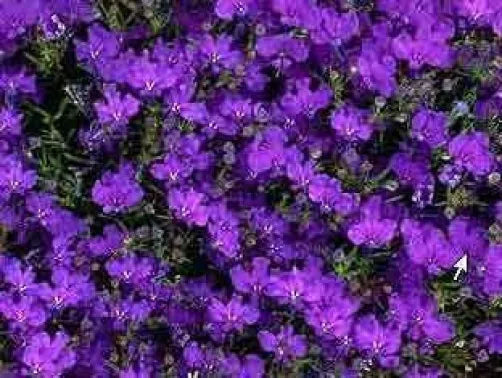 200 Crystal Palace Purple Blue Lobelia Regatta Erinus Flower Seeds | www.seedsplantworld.com