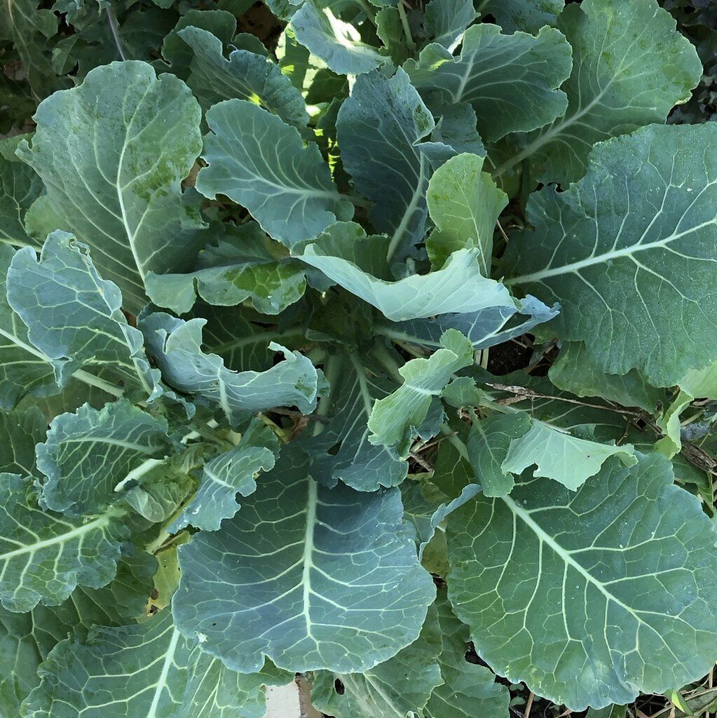 300+ Morris Heading Collard Greens Garden NON-GMO Vegetable Seeds | www.seedsplantworld.com