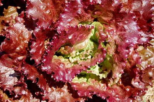 3000 Prizehead Lettuce Loose Leaf Early Prize Head Red Lactuca Vegetable Seeds | www.seedsplantworld.com