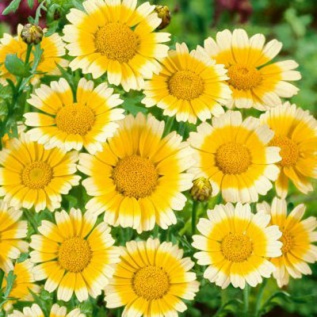 200+ Garland Daisy Chrysanthemum Flower Seeds | www.seedsplantworld.com