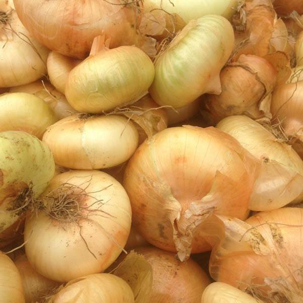 200+ Cipollini Onion Yellow Sweet Italian Cuisine NON-GMO Vegetable Seeds | www.seedsplantworld.com