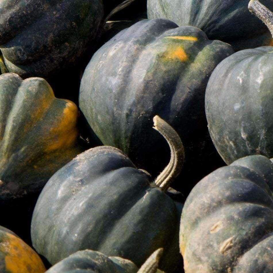 25 Ct Squash Acorn Table Queen Winter NON-GMO Vegetable Seeds | www.seedsplantworld.com