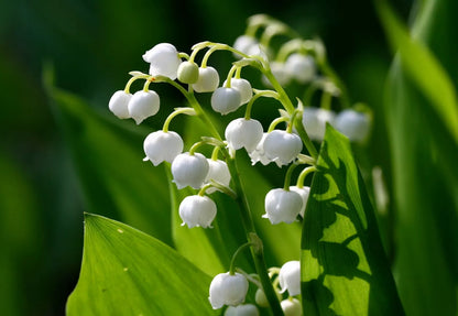 Lily Of The Valley 5 Roots May Lily May Bells (Convallaria Majalis) Live Plant