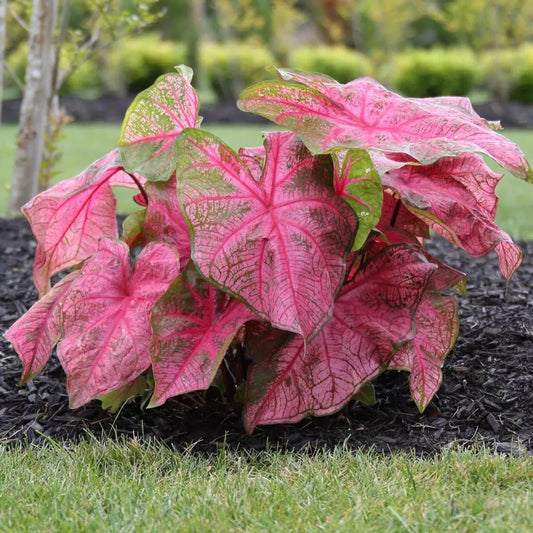 5 Caladium Fancy Leaf Fannie Munson Bulbs Loves The Shade Spring Shipping Bulbs Plant