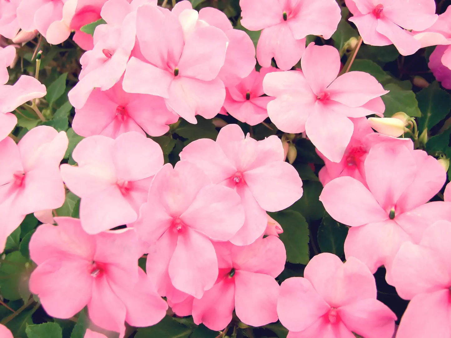 50 Dwarf Pink Impatiens Walleriana Sun Or Full Shade Flower Seeds | www.seedsplantworld.com