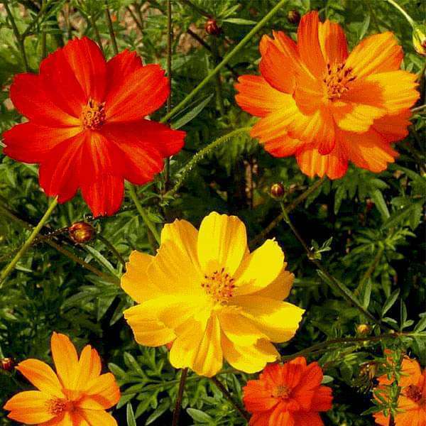 100 Ct Cosmos Bright Lights Annual Mix Cut Garden Flower Seeds | www.seedsplantworld.com