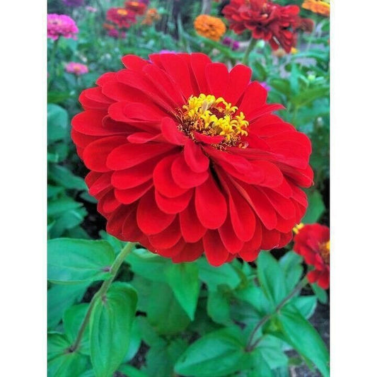 301 Red Zinnia Flower Seeds