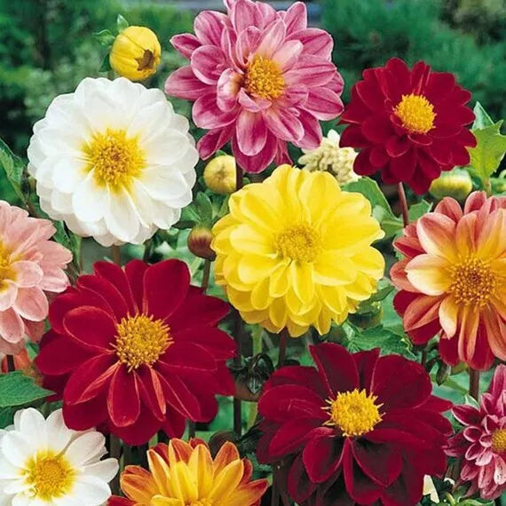 40 Unwins Bedding Dahlia Seeds Non-GMO Flower Seeds | www.seedsplantworld.com