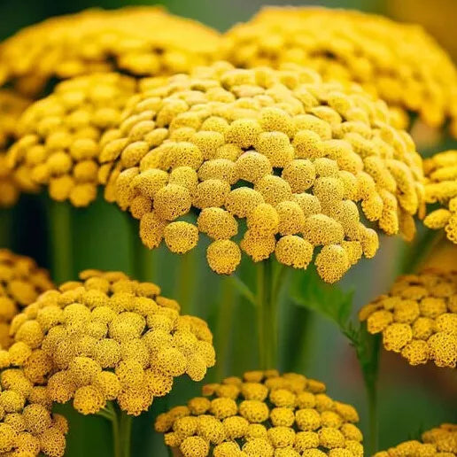 500 Gold Yarrow Seeds Non-GMO Flower Seeds | www.seedsplantworld.com