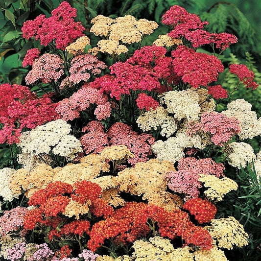 500 Mixed Summer Yarrow Achillea Millefolium Red Pink White Herb Flower Seeds | www.seedsplantworld.com