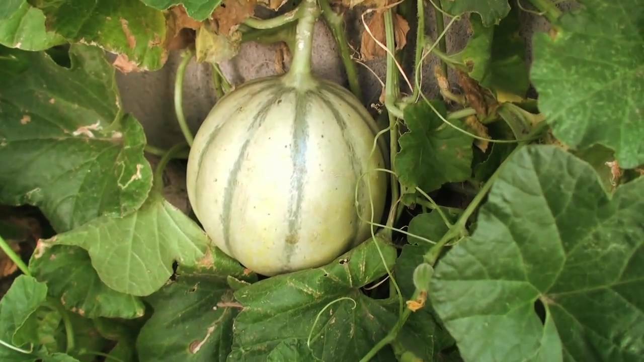 25+ Charentais Cantaloupe French Melon Fruit Seeds | www.seedsplantworld.com