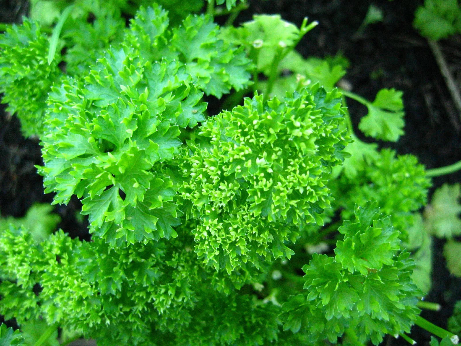 500 Forest Green Parsley Petroselinum Crispum Double Triple Curl Vegetable Seeds | www.seedsplantworld.com