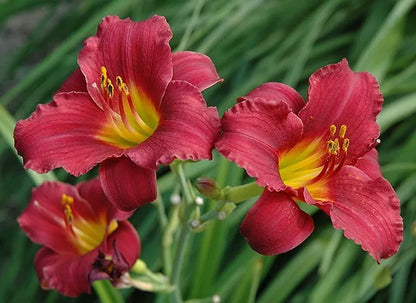 2 Daylily Ruby Stella Live Perennial Bare Root Plants