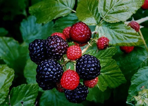 1 Black Hawk Live Raspberry Plants Pruned And Ready For Planting (1-2 Yr Old) Fruit Plant