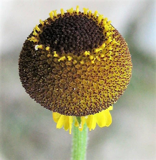 50 Rosilla Helenium Puberulum Autumn Lollipop Sneezeweed Daisy Flower Herb Seeds | www.seedsplantworld.com