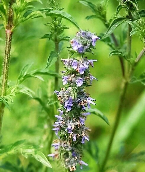 250 Japanese Catnip Herb Purple Flower Jing Jie Schizonepeta Tenuifolia Seeds | www.seedsplantworld.com