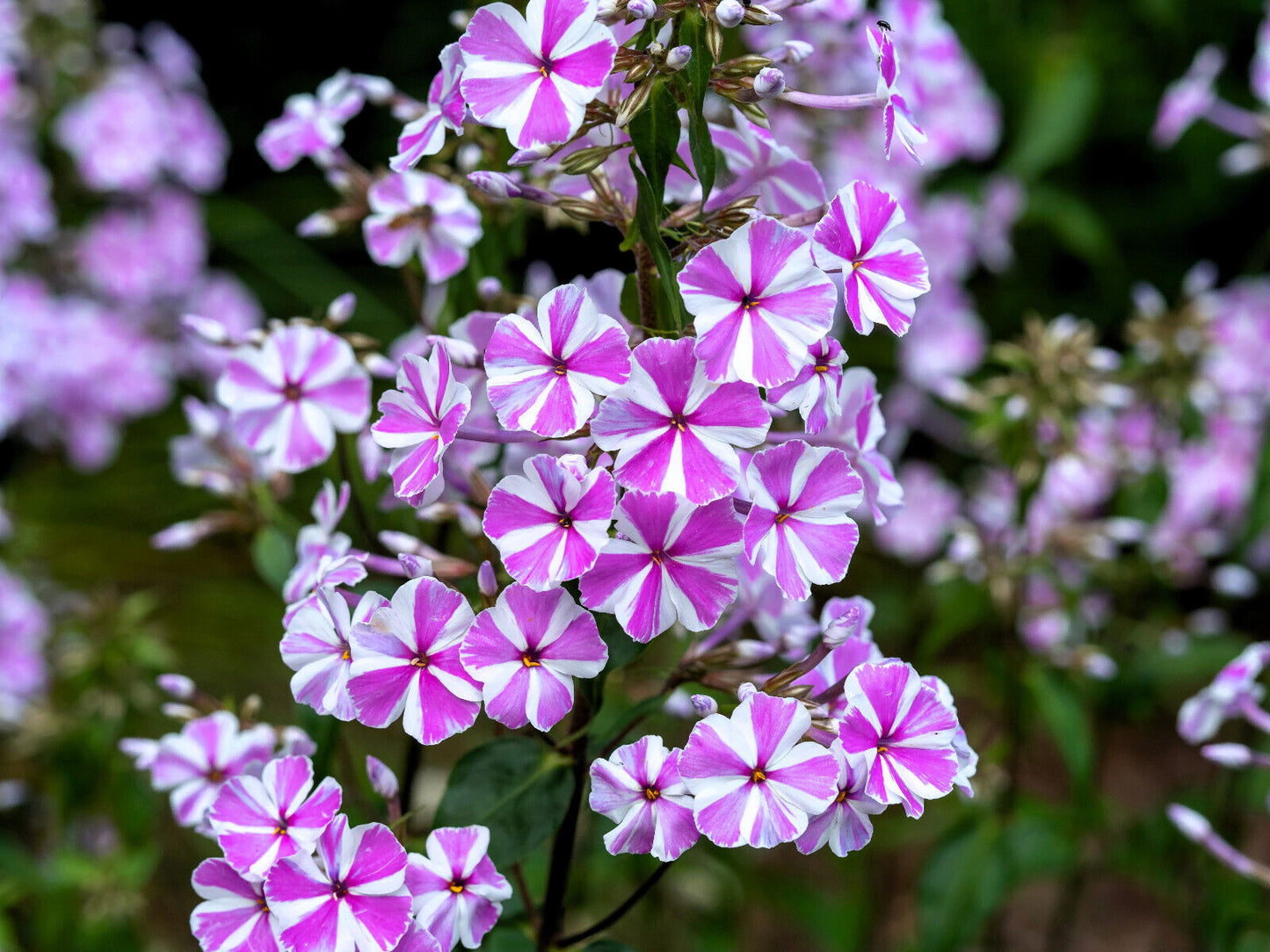 20 Meadow Phlox Maculata Mixed Colors Wild Sweet William Native Flower Seeds | www.seedsplantworld.com