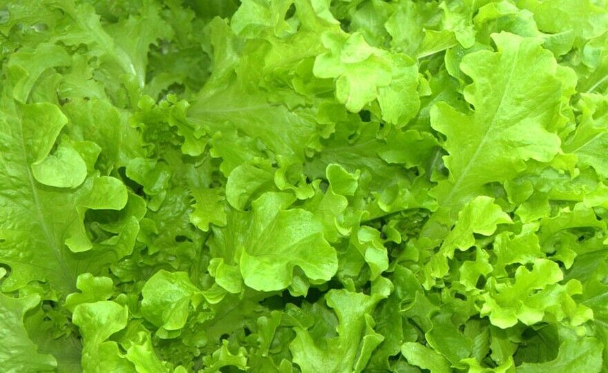 600+ Salad Bowl Lettuce Garden Heirloom NON-GMO Vegetable Seeds | www.seedsplantworld.com