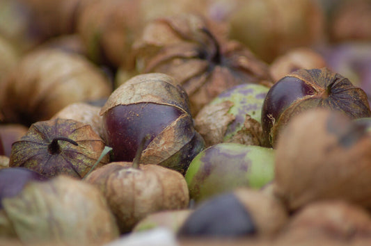 30 tomatillo PURPLE DECORATIVE Vegetable Seeds | www.seedsplantworld.com