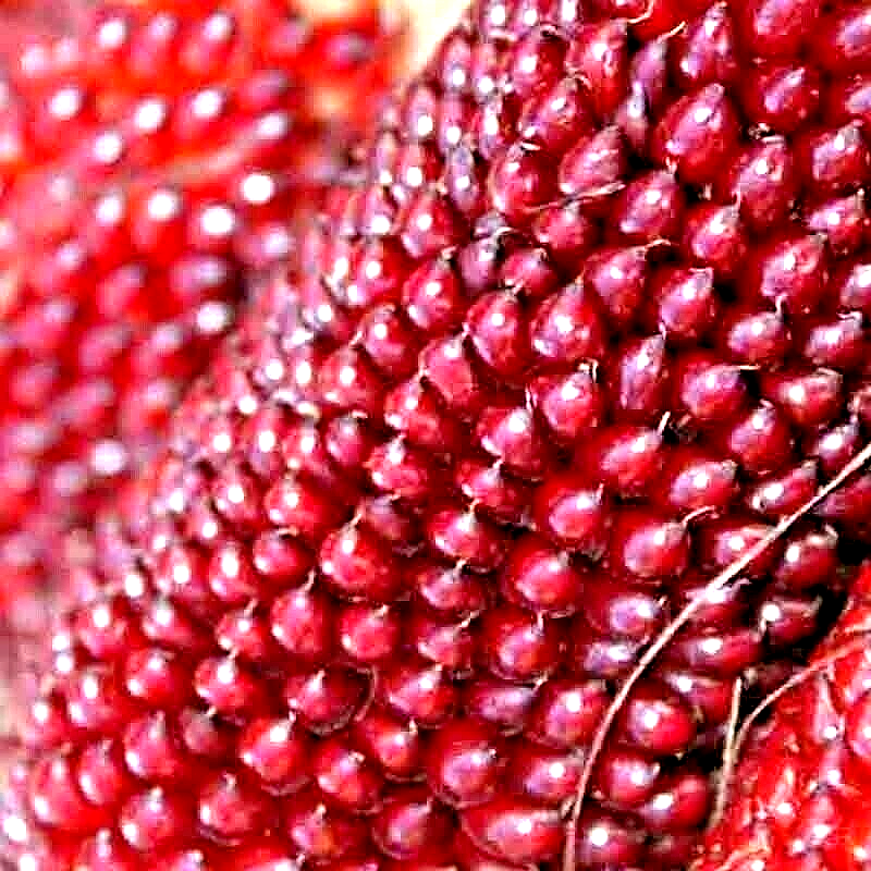 75 Strawberry Rare Ruby Corn Red Autumn Sweet Heirloom Non-Gmo Popcorn Vegetable Seeds | www.seedsplantworld.com