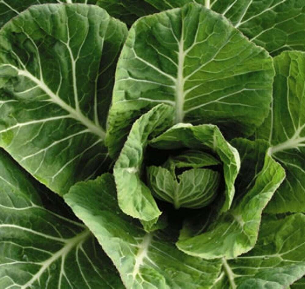 500+ Collard Vates Greens NON-GMO Heirloom Vegetable Seeds | www.seedsplantworld.com