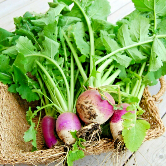 200 Turnip Purple Top White Globe Non-Gmo Heirloom Vegetable Seeds | www.seedsplantworld.com