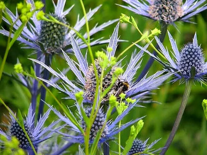 Sea Holly 100 Seeds | www.seedsplantworld.com