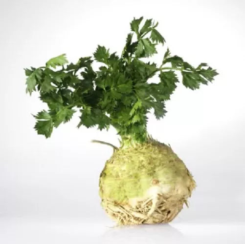 500 Giant Prague Celeriac Apium Graveolens Rapaceum Vegetable Seeds | www.seedsplantworld.com