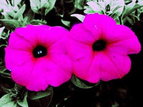 1000 Shanin Petunia Integrifolia Violacea Pink Purple Wild Flower Seeds | www.seedsplantworld.com