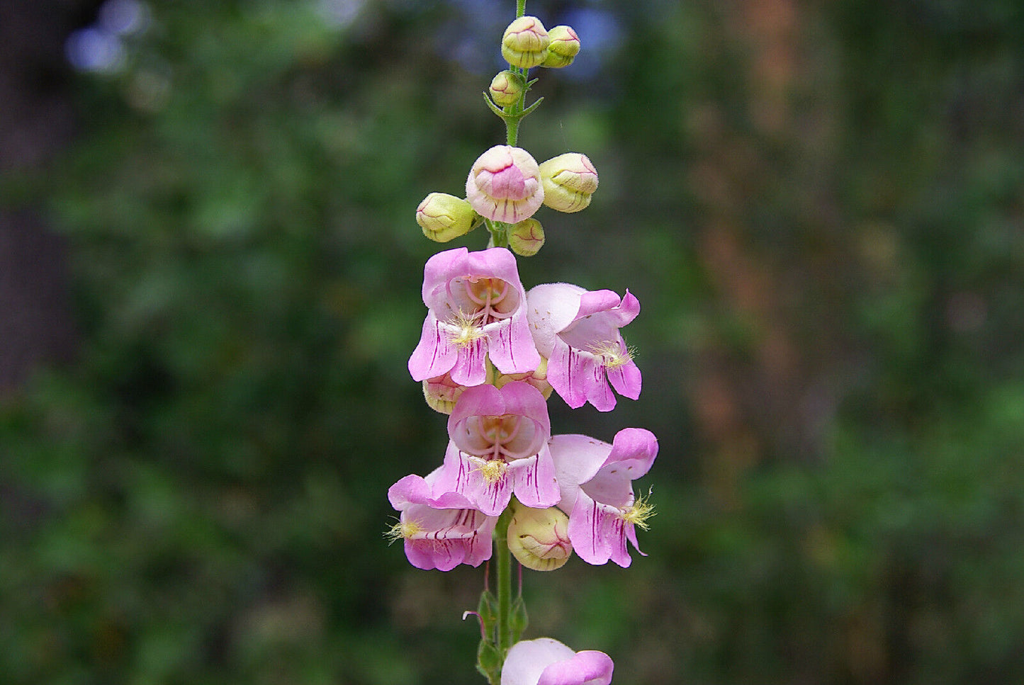 120 Penstemon Palmer Pink Flower Perennial Drought Tolerant Flower Seeds | www.seedsplantworld.com