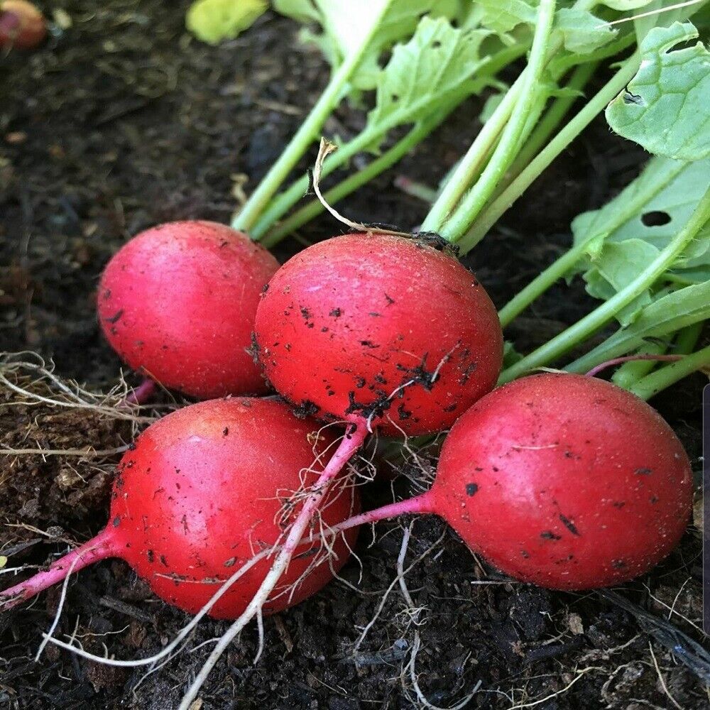 200 Ct Early Scarlet Globe Radish Garden Heirloom NON-GMO Vegetable Seeds | www.seedsplantworld.com