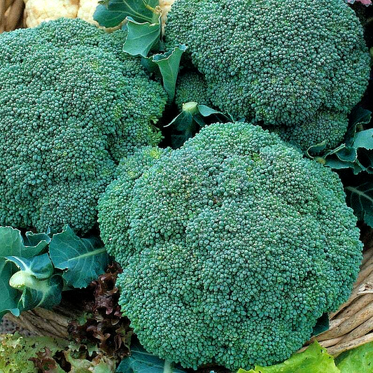 1200 Broccoli Waltham Vegetable Seeds | www.seedsplantworld.com