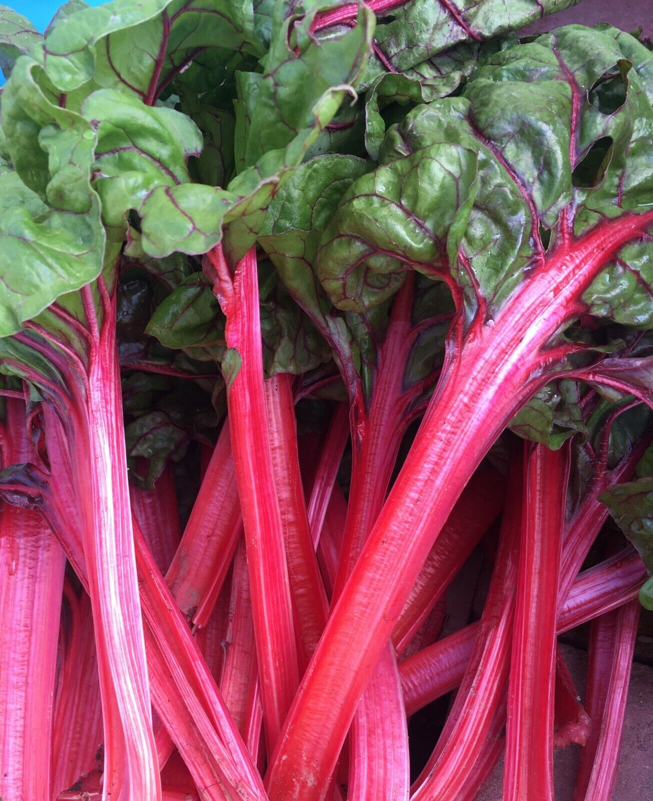 50 Organic Red Swiss Chard Vegetable Seeds