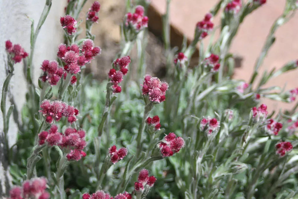 20 Red Pussytoes Antennaria Dioica Rubra Everlasting Flower Seeds | www.seedsplantworld.com