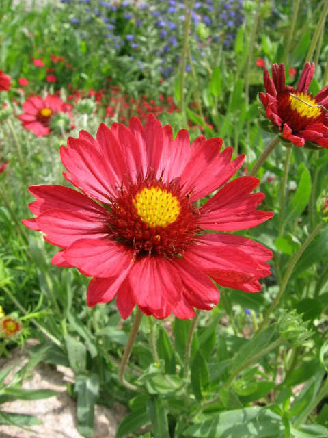 50 Burgundy Gaillardia Red Indian Blanket Flower Seeds | www.seedsplantworld.com