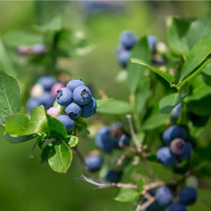 1 Bluecrop Northern Highbush Blueberry Healthy Live Plant Ready For Planting Fruit Plant