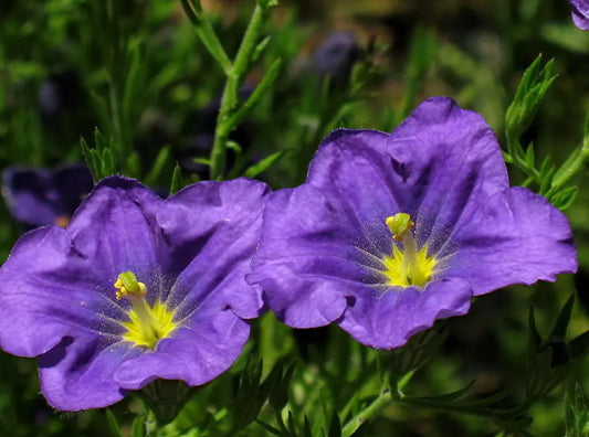 250 Purple Robe Cup Flower Nierembergia Hippomanica Caerulea Seeds | www.seedsplantworld.com